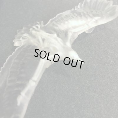 3D TOY FEATHER / 玉骨標本イーグル